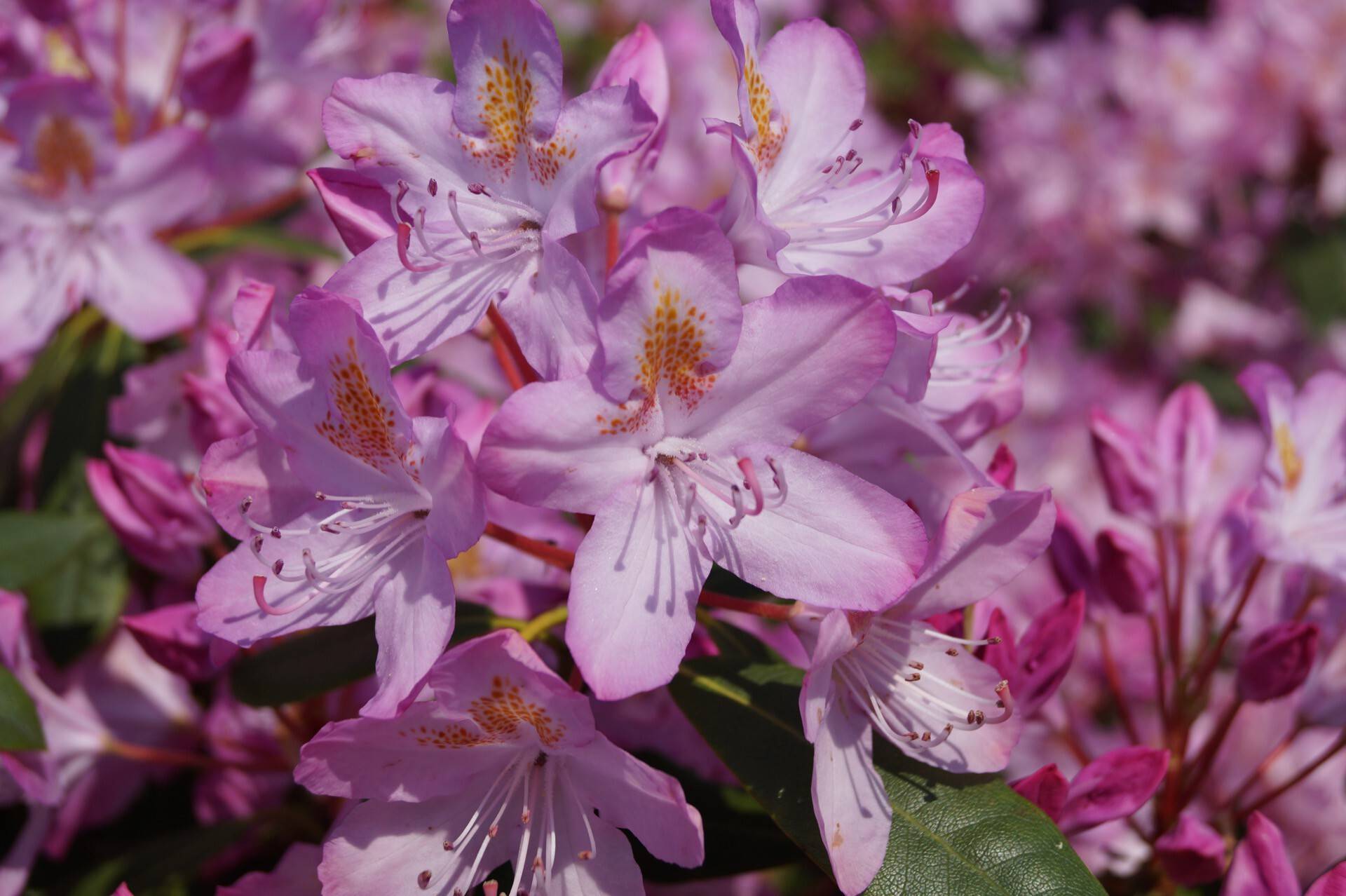 Rhododendron ponticum Roseum_01